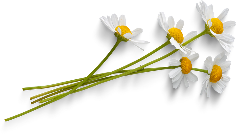 Chamomil flowers