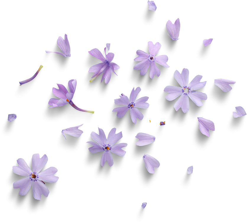 Purple flowers